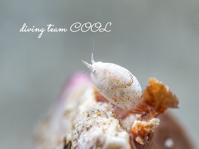 オキナワホテイヨコエビ