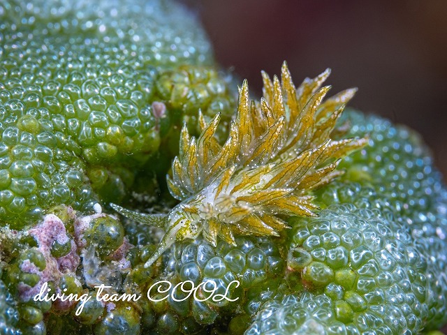 ウスミドリモウミウシ