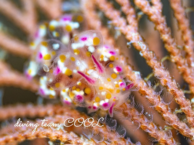 アカホシコヤナギウミウシ