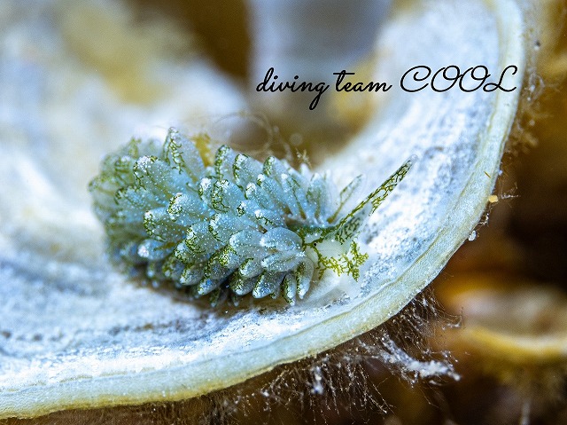 アオモウミウシ属の一種13