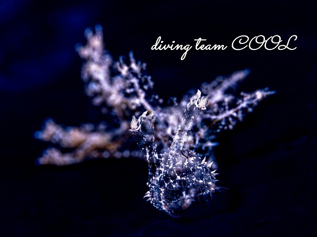 マツゲメリベウミウシ