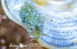 アオモウミウシ属の一種13