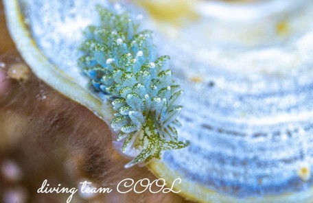 アオモウミウシ属の一種13