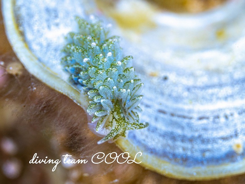 アオモウミウシ属の一種13