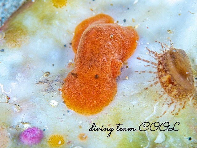 ドーリス・ポドゥベツカイアエ