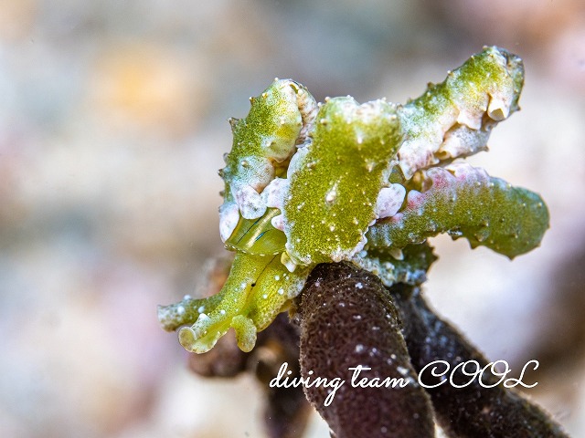 フリソデミドリガイ