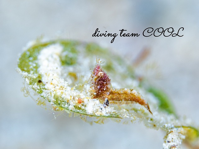 サシミシュリンプ