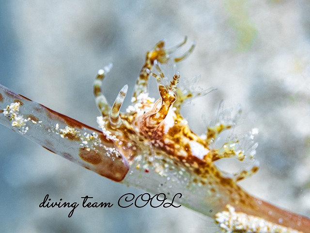 ナガヒゲイトヒキウミウシ