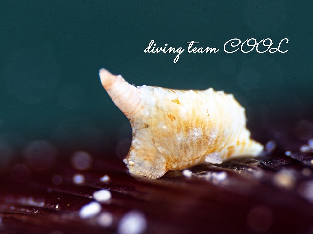 ヤマトウミコチョウ属の一種4