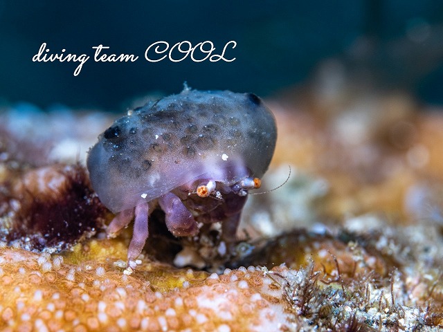 カイカムリの仲間