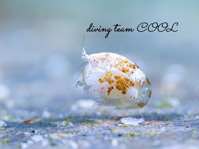 オキナワホテイヨコエビ