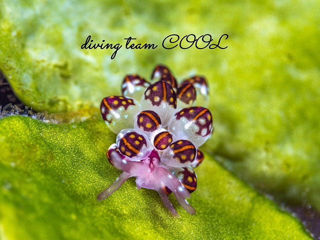 カノコウロコウミウシ