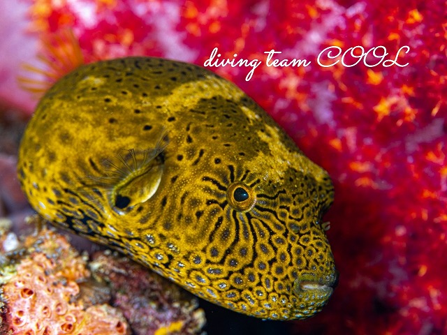 ケショウフグ幼魚