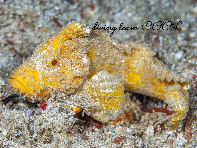 イボオコゼの仲間