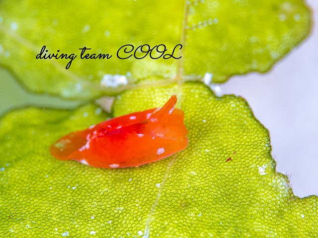 ムラサキウミコチョウ属の一種2