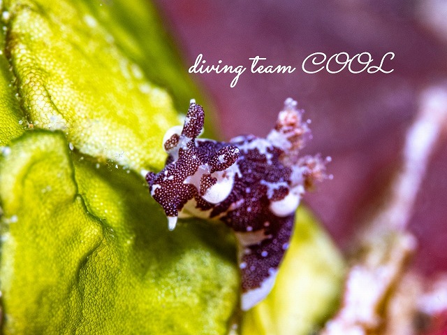 トラパニア・カマゴン