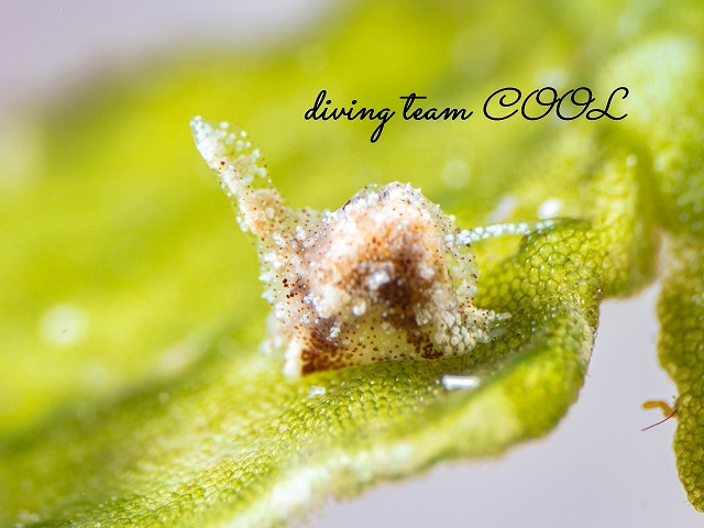 マメツブウミコチョウ