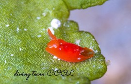 ムラサキウミコチョウ属の一種2