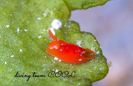 ムラサキウミコチョウ属の一種2