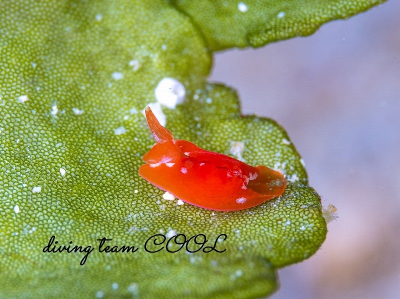 ムラサキウミコチョウ属の一種2