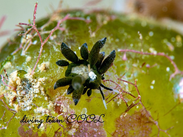 エルコラニア・エンドフィトファガ