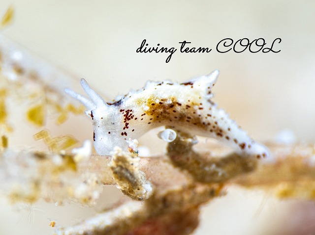 マーフィードーリス・プンクティキュラータ