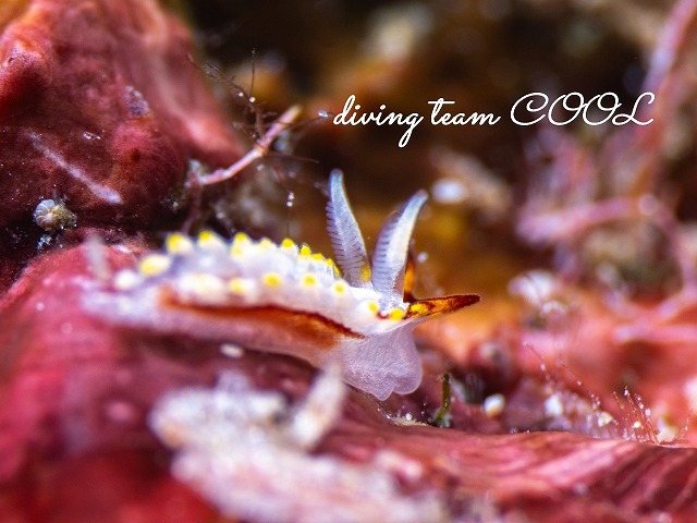 ナイスドーリス属の一種5