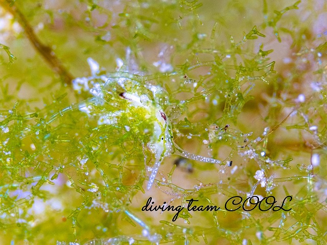 ハダカモウミウシ科の仲間