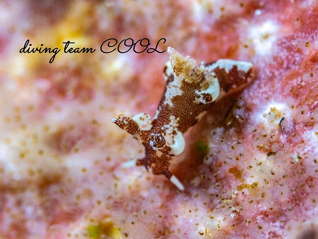 トラパニア・カマゴン