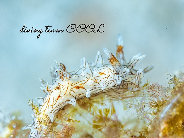 セスジイバラウミウシ