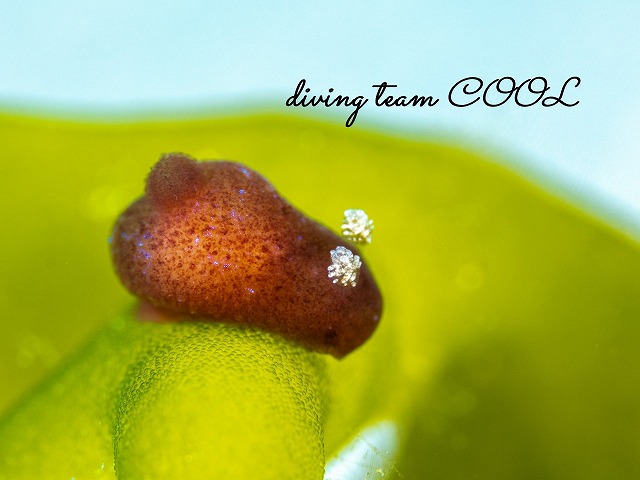 カンムリハラックサウミウシ