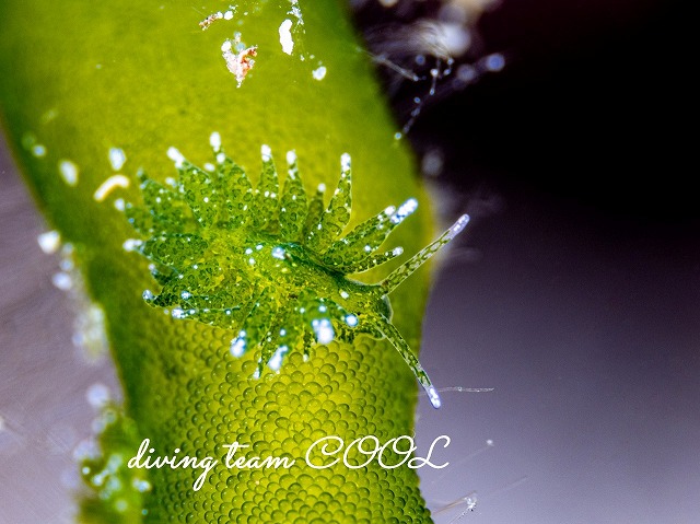 ツマグロモウミウシ属の一種1