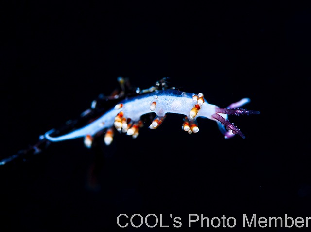 ツノゲミノウミウシ