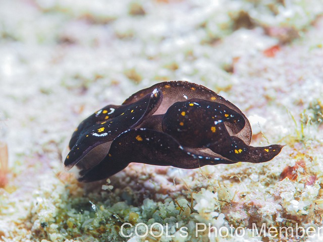 オハグロツバメガイ