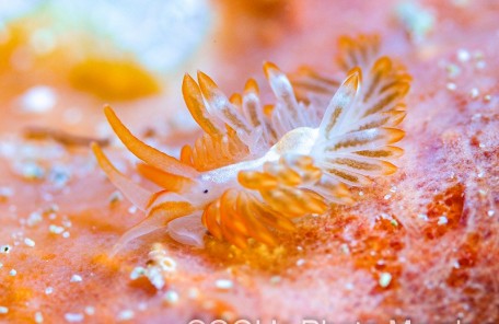 ホンミノウミウシ