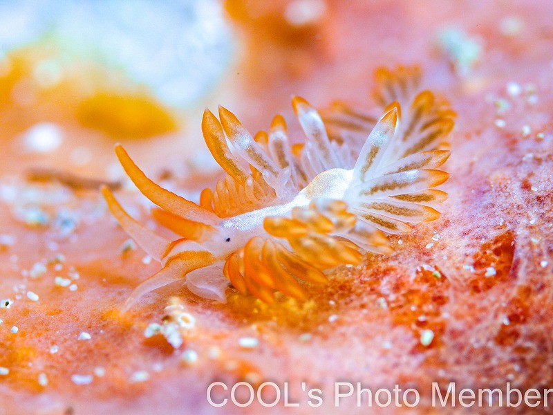 ホンミノウミウシ