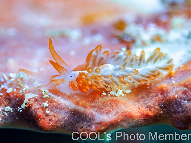 ホンミノウミウシ